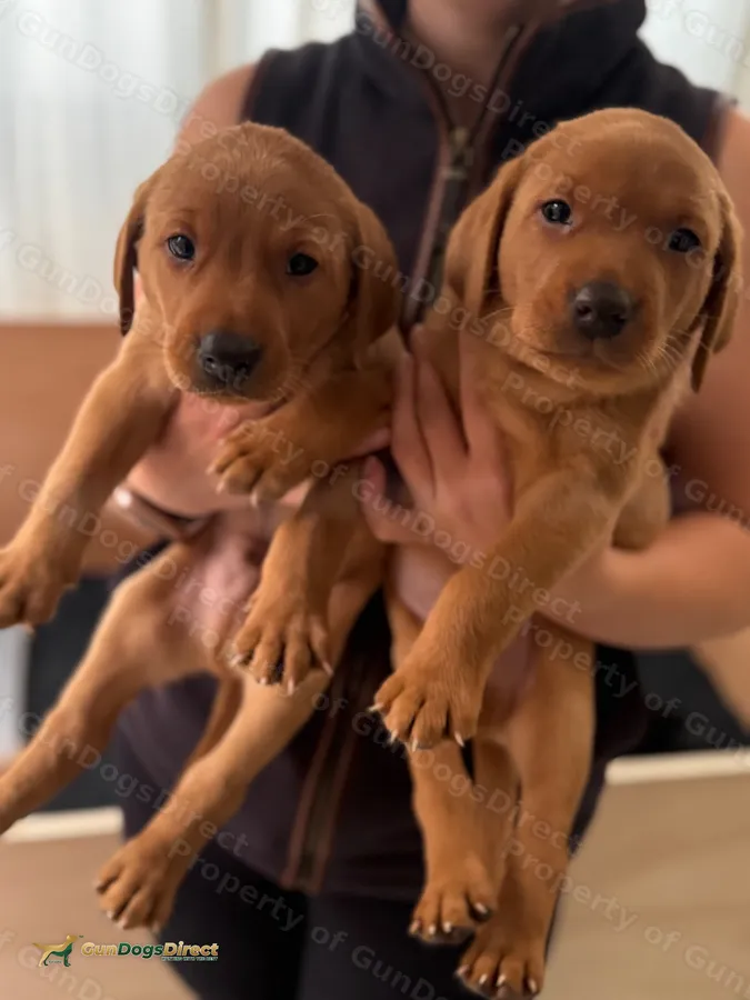 Fox red and black Labrador puppies