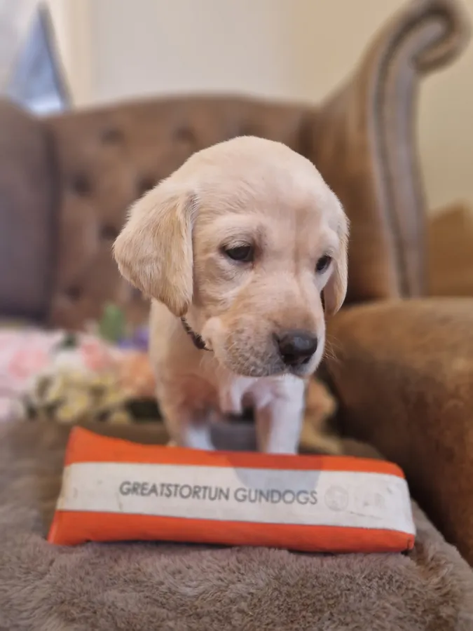 Exceptionally well bred FTCH IGL champion working pups