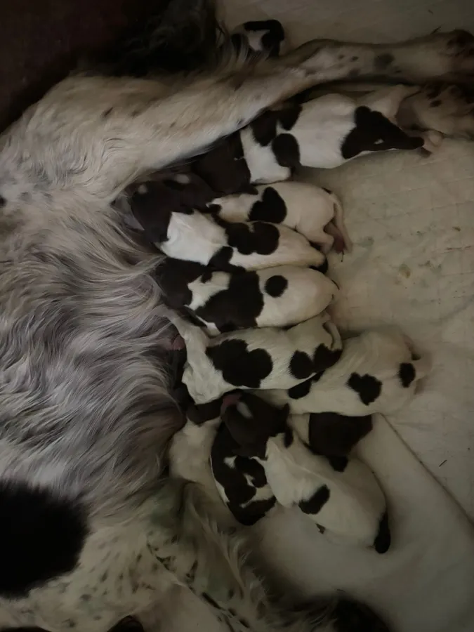 English Springer Spaniel Puppies