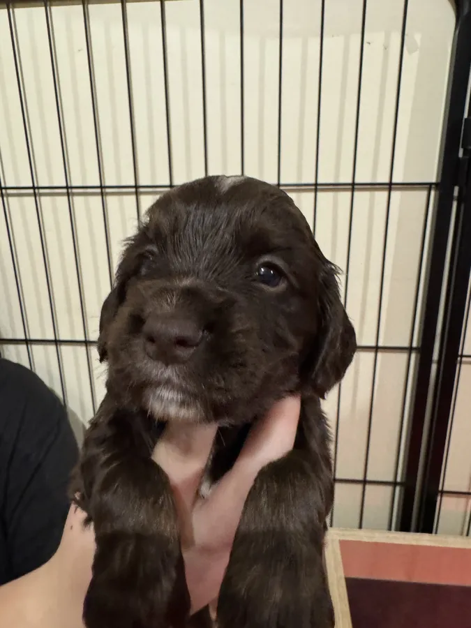 Kc registered wcs puppies