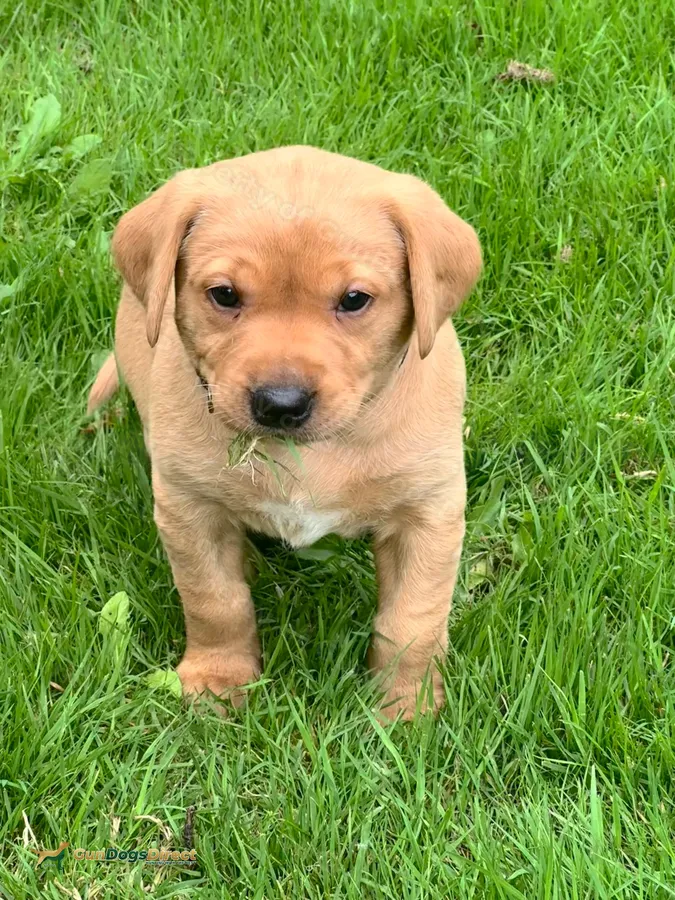 Fox red bitch puppy