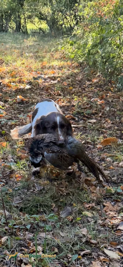 Fully trained springer dog