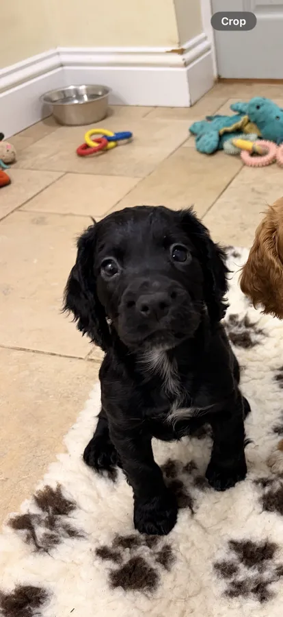 Black Cocker Spaniel Bitch