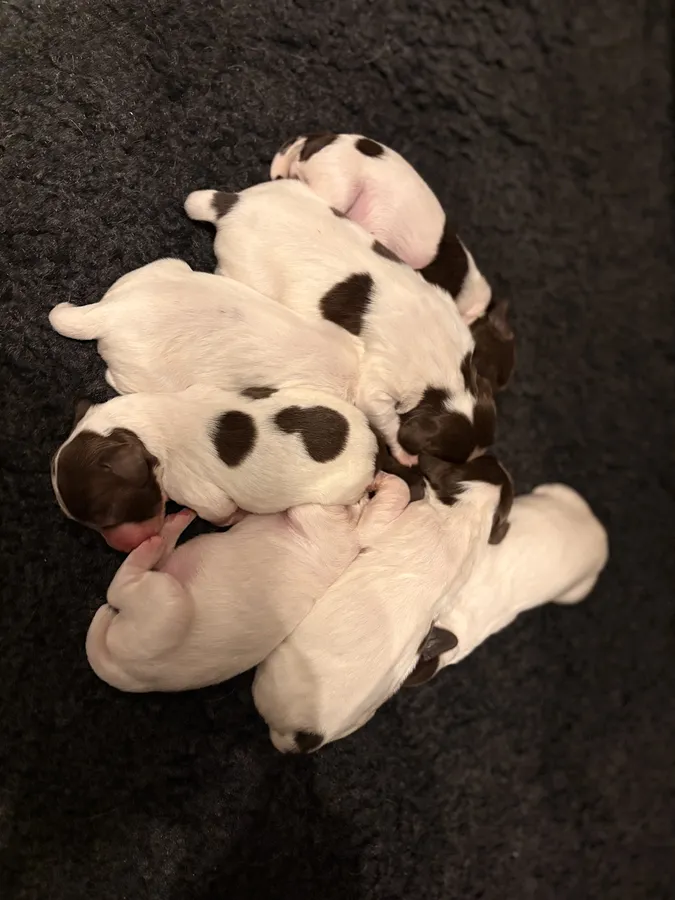 52 FTCH pedigree-8 liver and white Springer Spaniel puppies