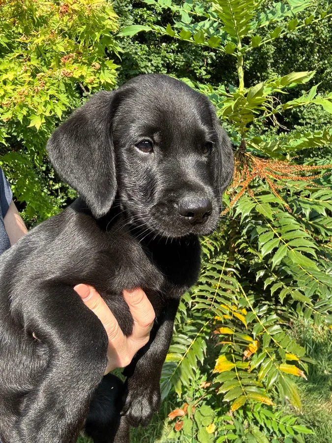Lovely well bred working lab pups