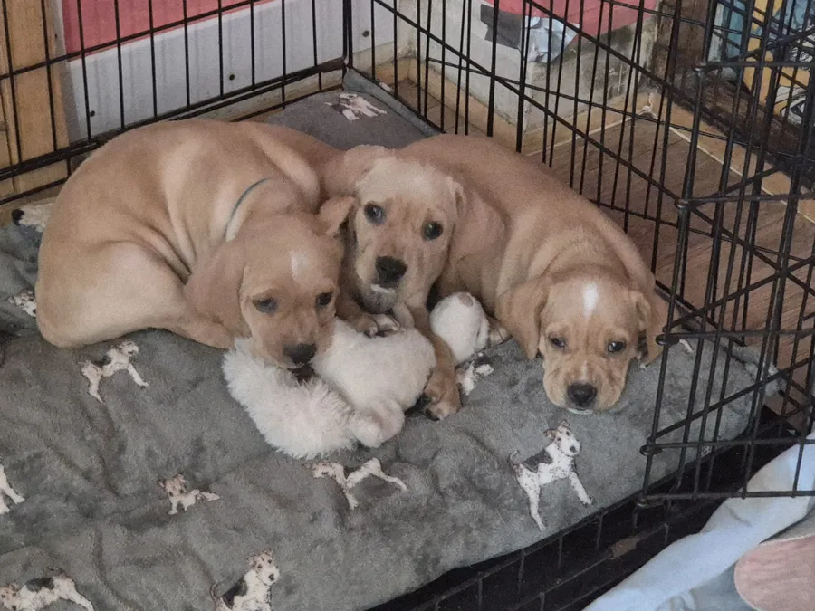 2 male Portuguese pointer puppies for sale