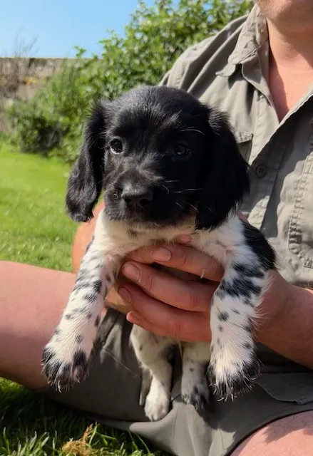 Puppy 7