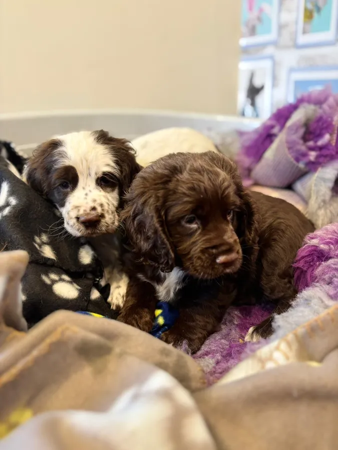 Health tested parents two stunning boys available