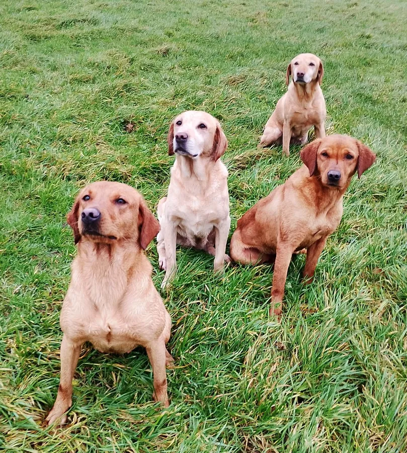 FTCH SIRED FOX RED and YELLOW LAB PUPS