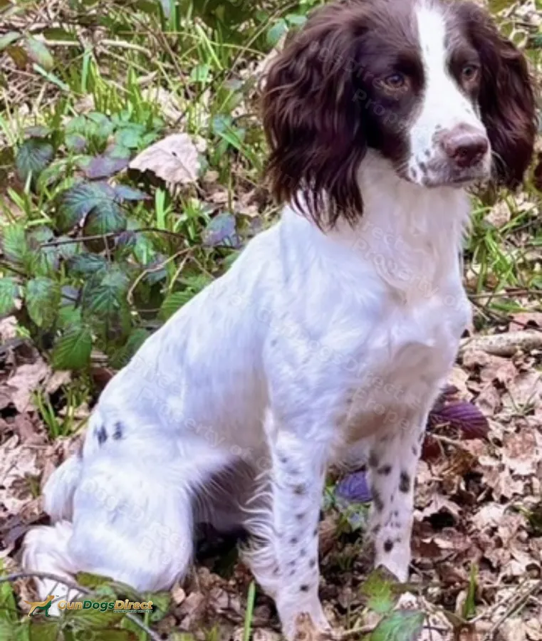Exceptional pedigree puppies Dam FTAW Sire FTCh
