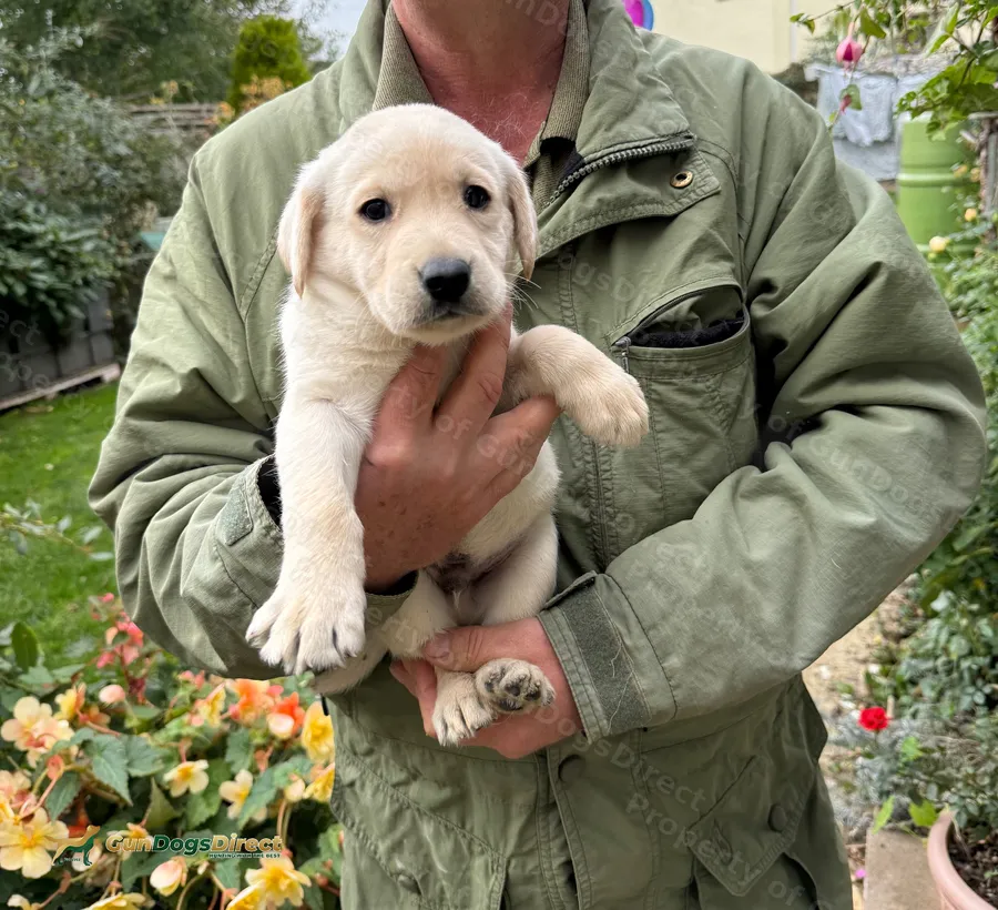 WORKING LABRADOR PUPPIES