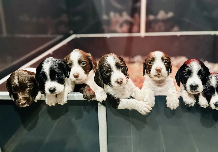 KC Champion ship lines Springer Spaniel Puppies