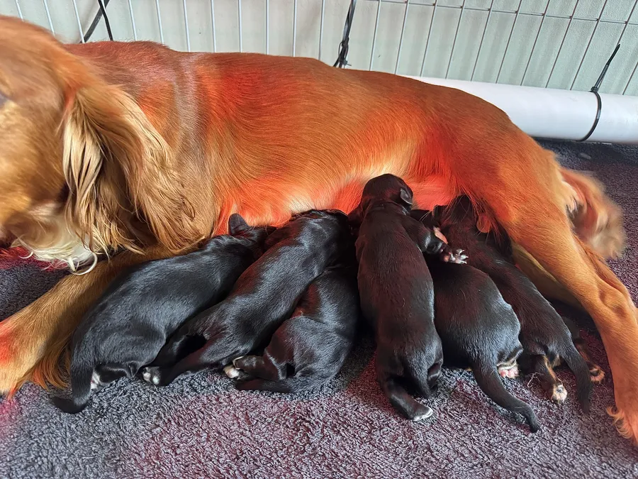 Exceptional Working Cocker Puppies from Health Tested Parents