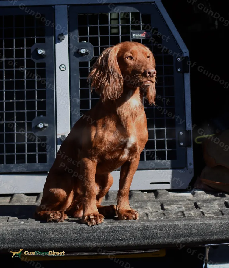 Red Nosed Rifle Duke Dark Red Stud Dog Health Tested | GunDogsDirect