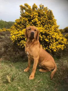 KC Reg Windwithe Buzzard