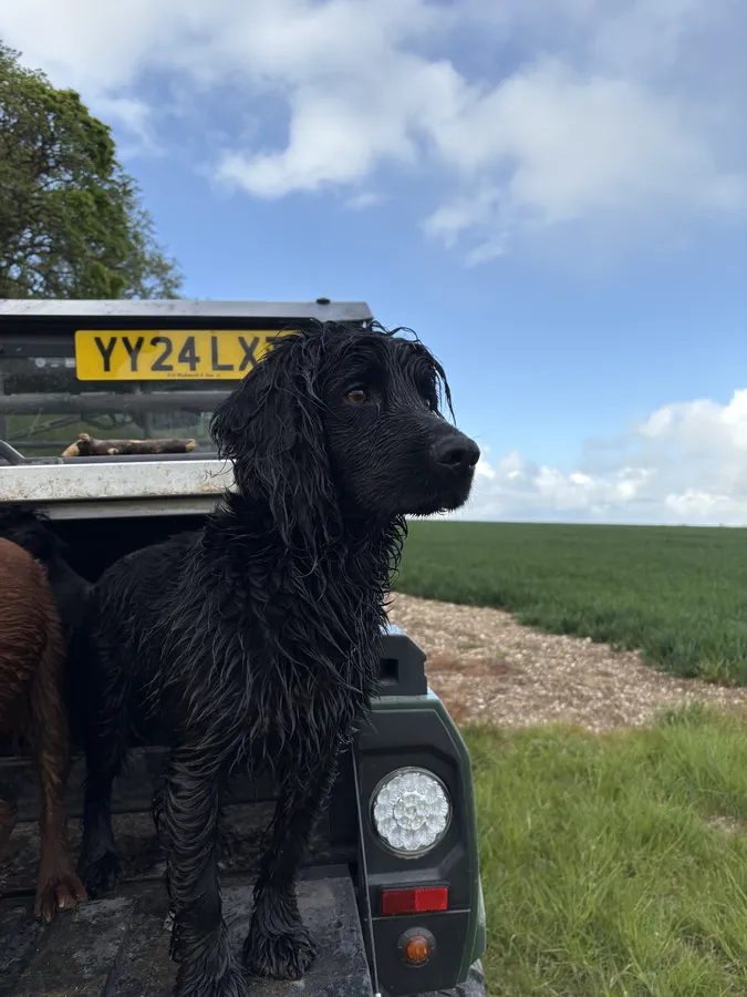 Kc Regiestered Black cocker stud