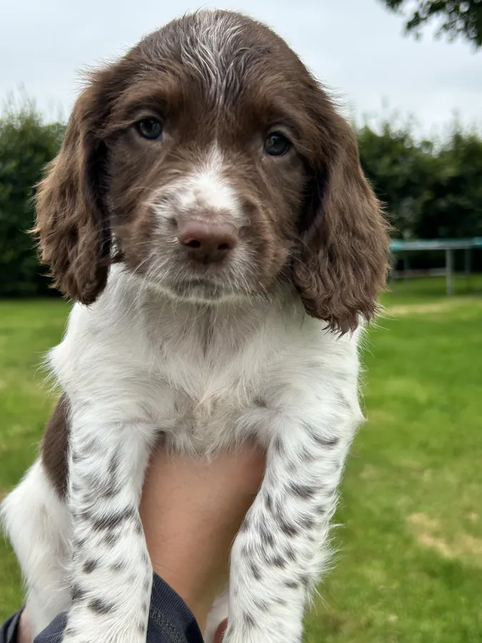 Puppy 2