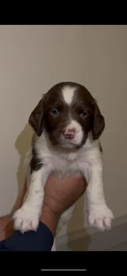 Seriously well bred Springer Spaniel pups