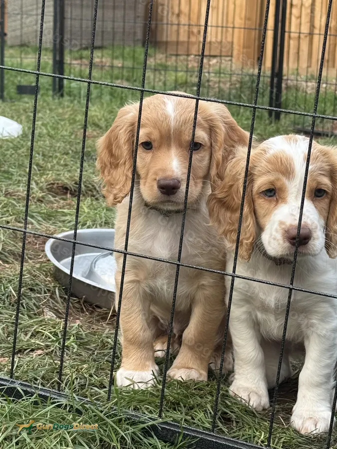 Gorgeous Sprocker Spaniel Puppies