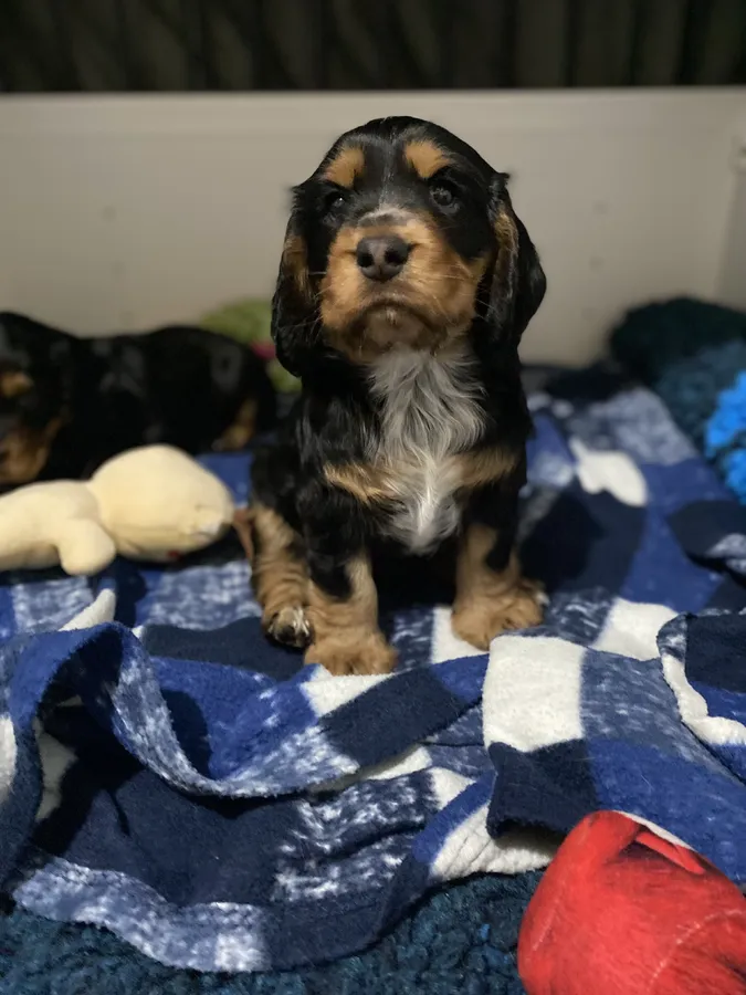 2 Beautiful Black and Tan boy pups