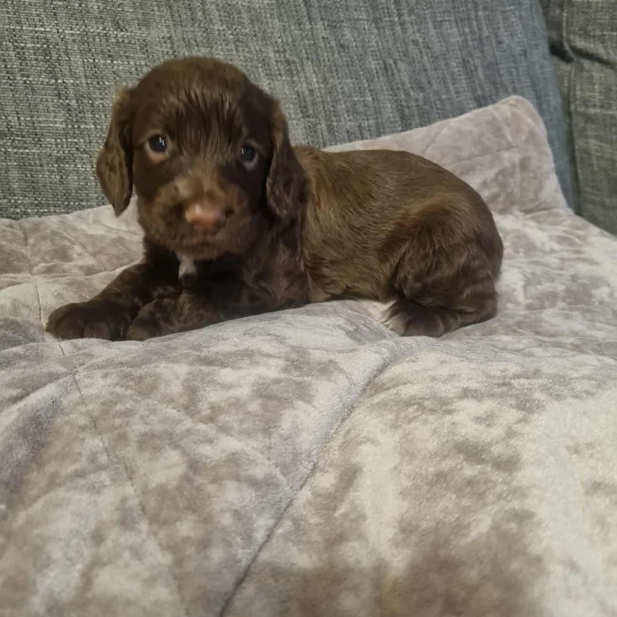 Kc reg cocker pups