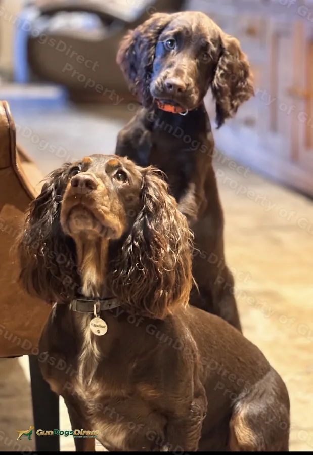 Working Cocker Spaniels