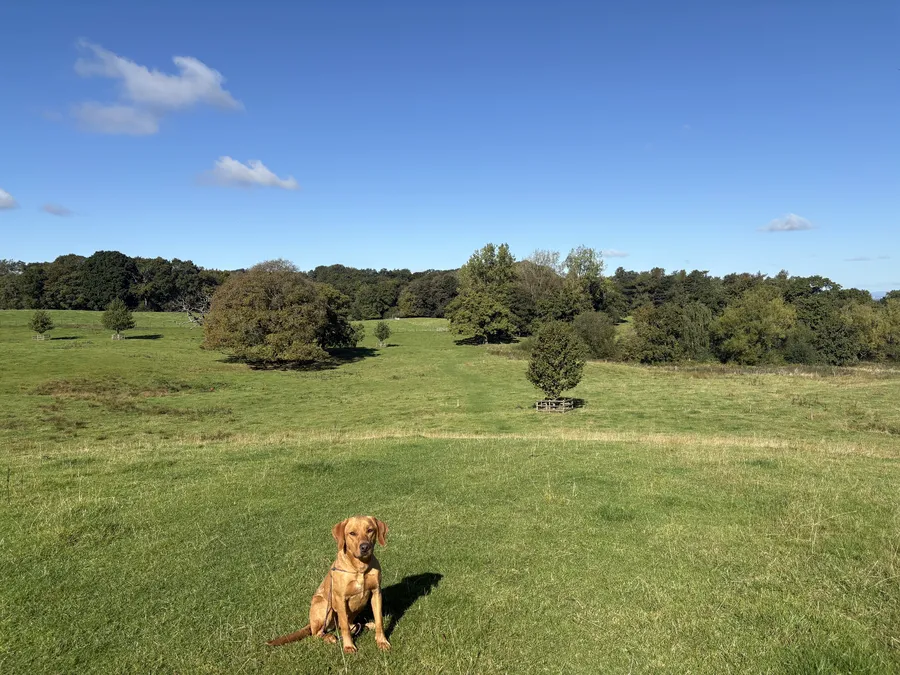 FTCH Sired Castrated Dog 2yo