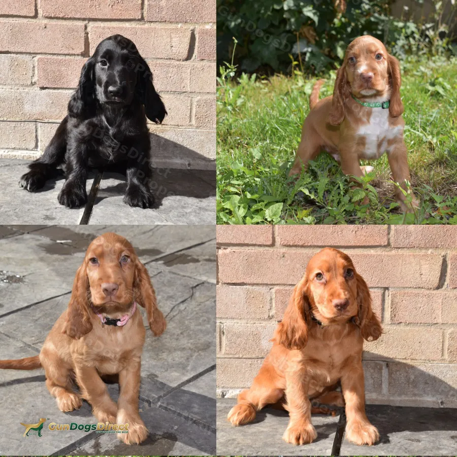 Ready Now Kc Reg Show Type Cocker Spaniel