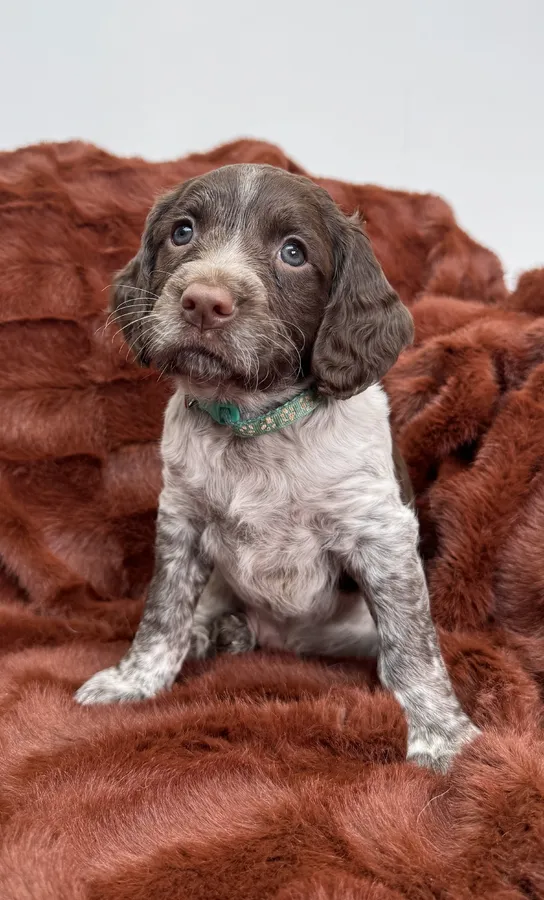 Stunning sprocker pups