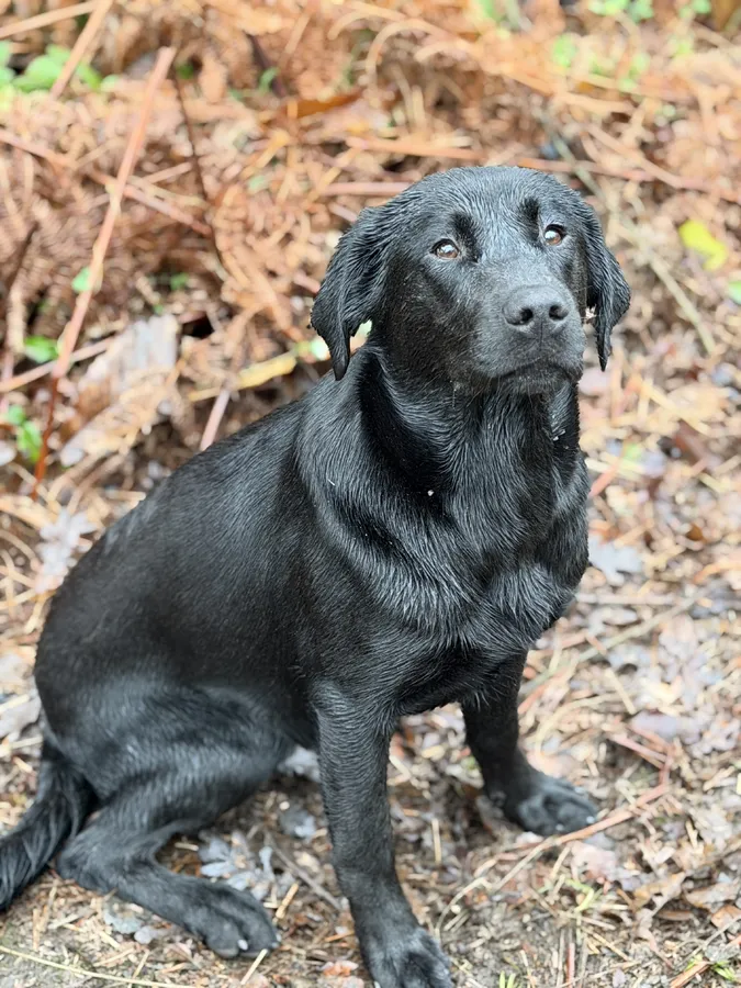 Ftch sired Black dog health tested parents