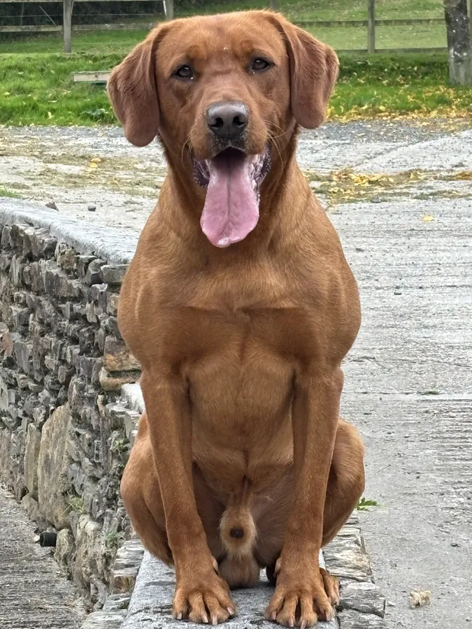 Kc Reg Health tested Fox red Labradors