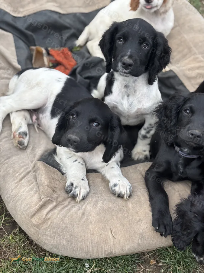 Heavy marked health tested springer pups