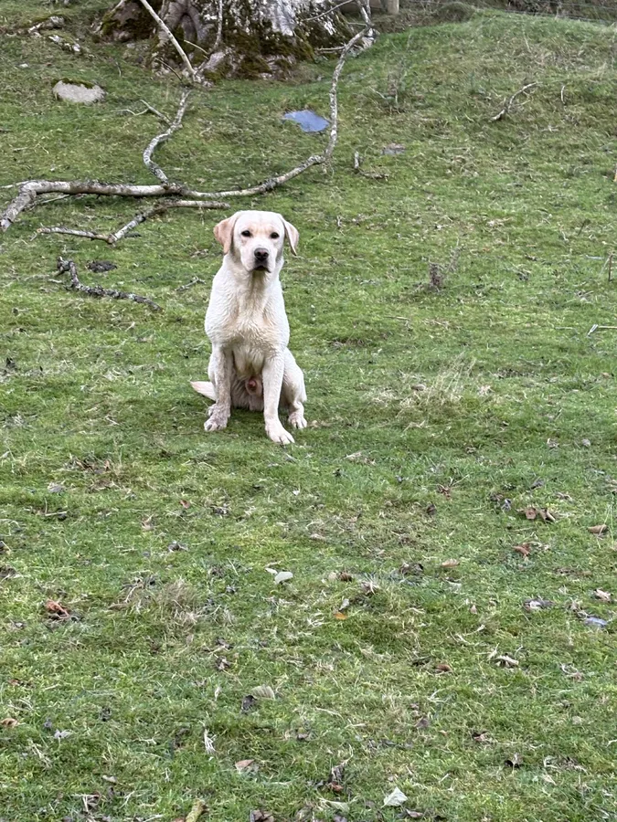 Stunning 18 month old male