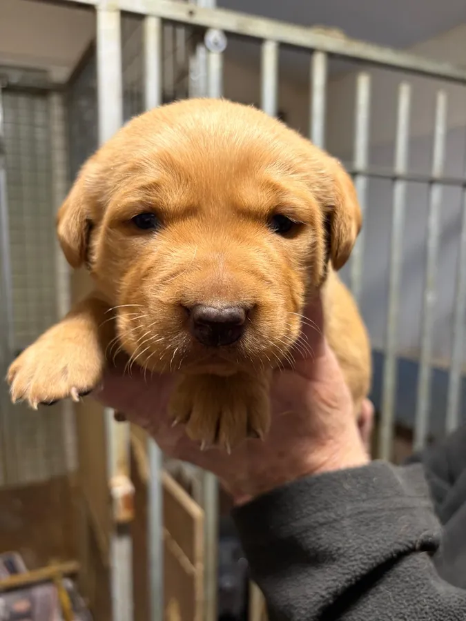 Yellow Lab Pups for Sale