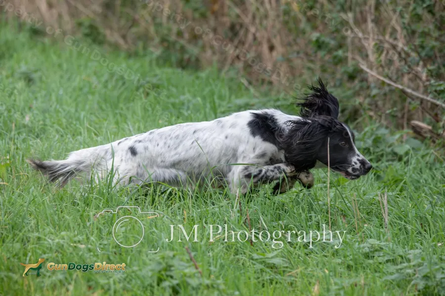FTAW Springer Spaniel Puppies