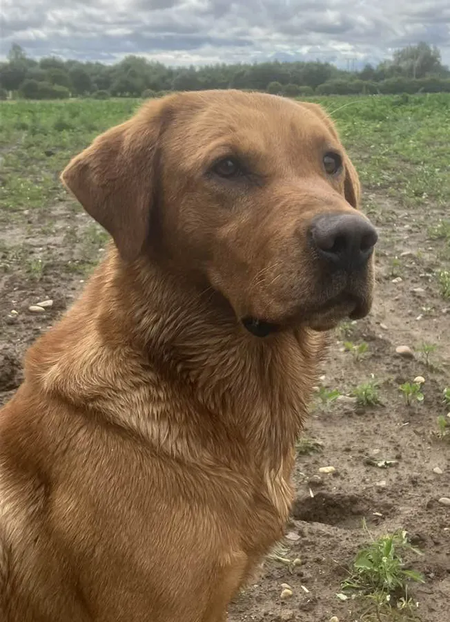 Kc health tested puppies