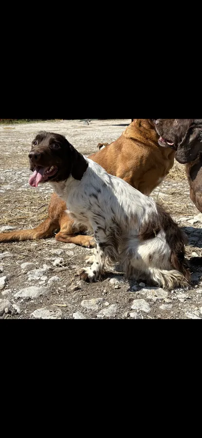 Springer Spaniel Male Project