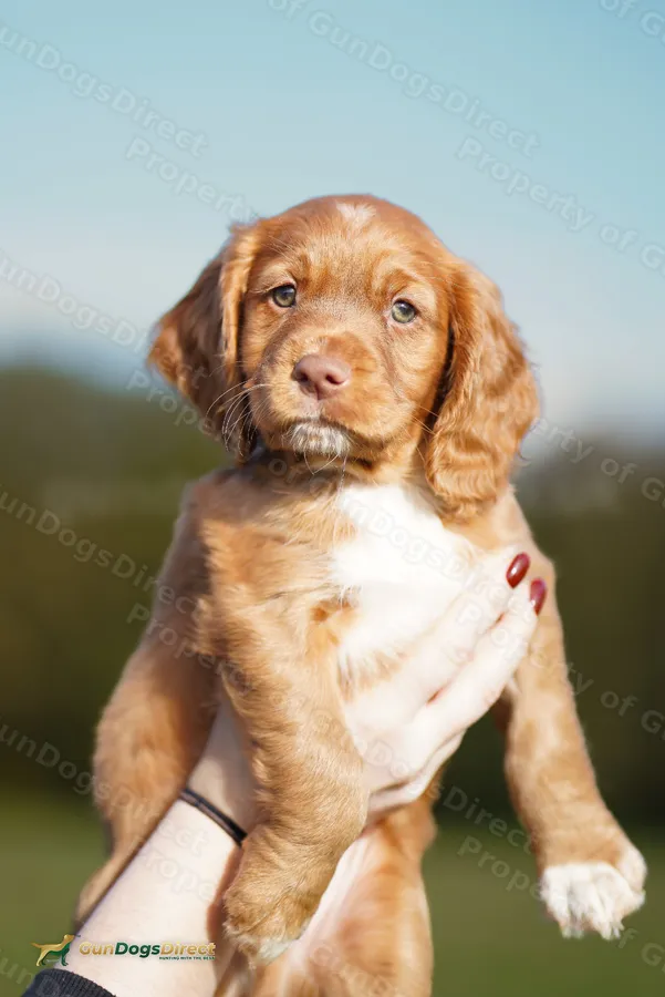 Fox Red Working Cocker Spaniel Boy