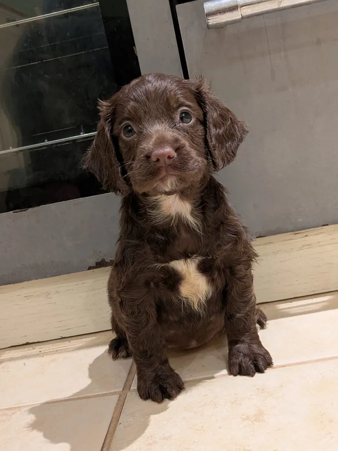 Sprocker spaniel pups