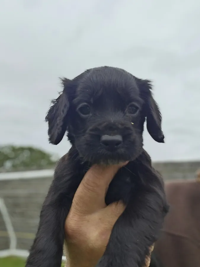 Beautiful cocker spaniel puppies