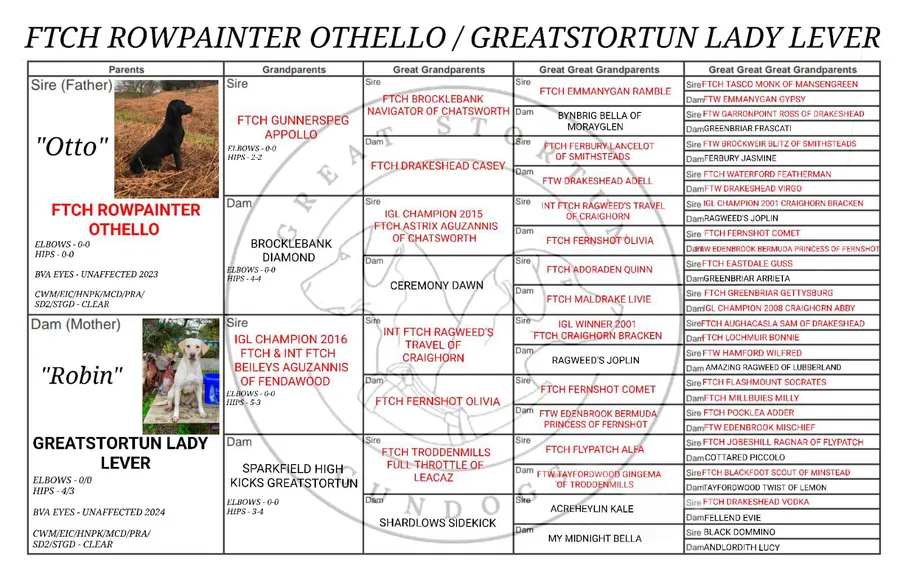 Exceptionally well bred FTCH IGL champion working pups