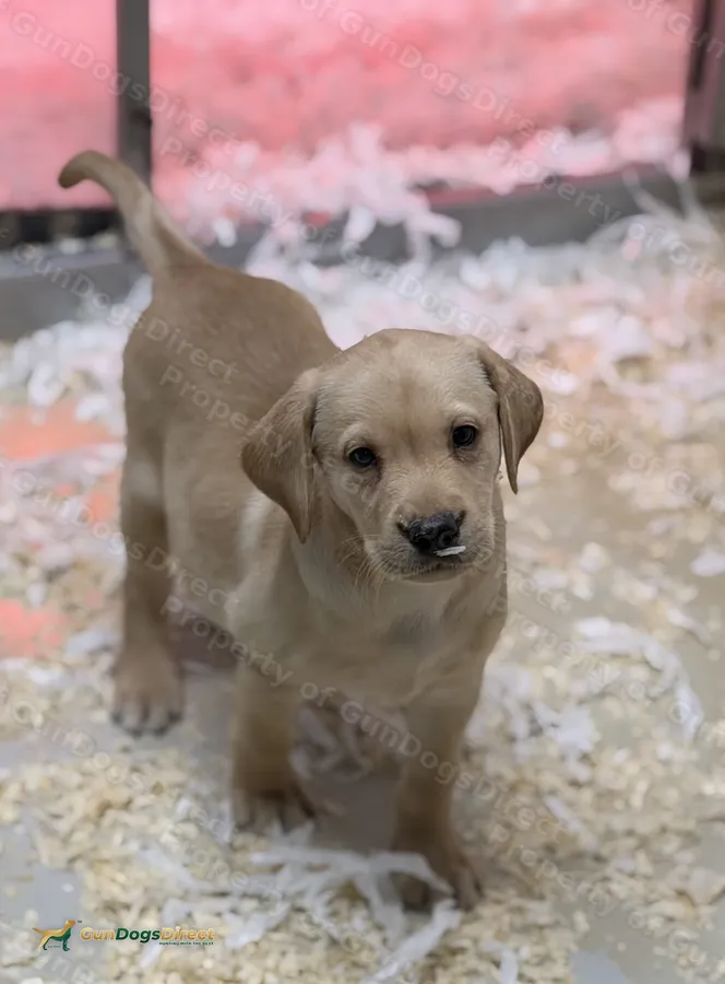 FULLY HEALTH TESTED LABRADOR PUPS