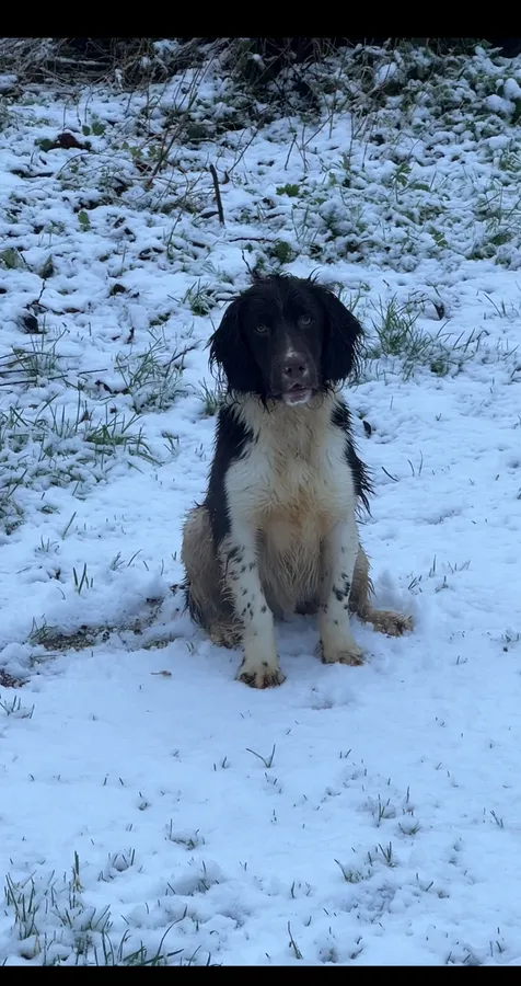 Springer spaniel