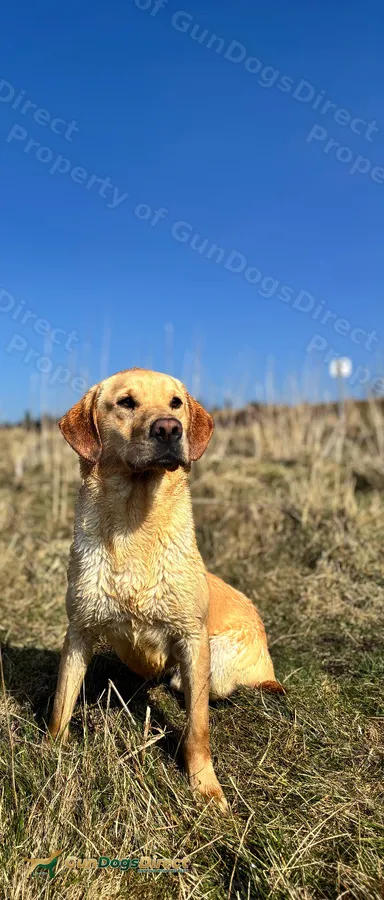 3 year old KC reg Lab dog