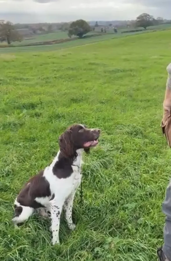 Springer spaniel dog