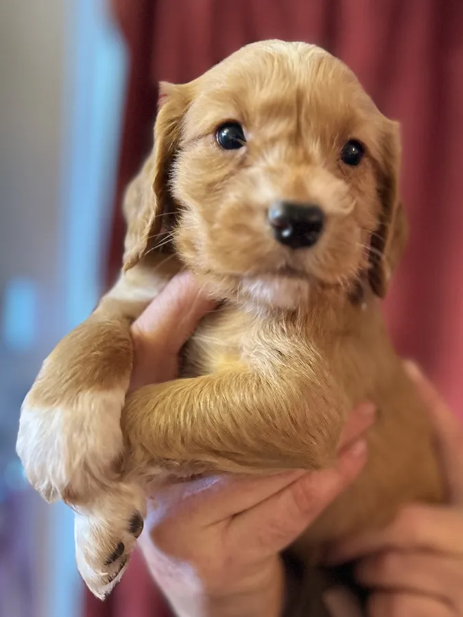 Pedigree working cocker pups for sale