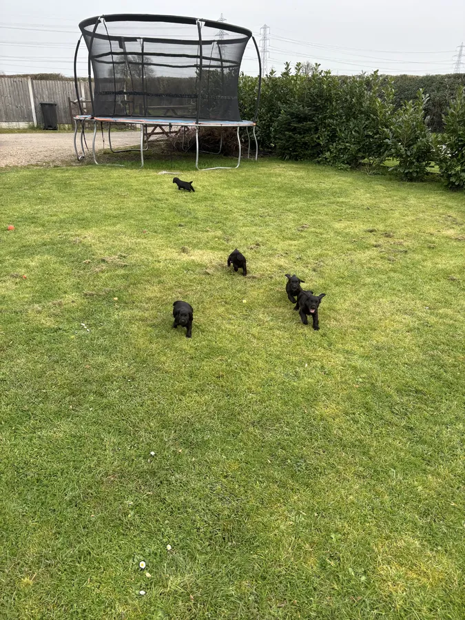 Cocker pups for sale