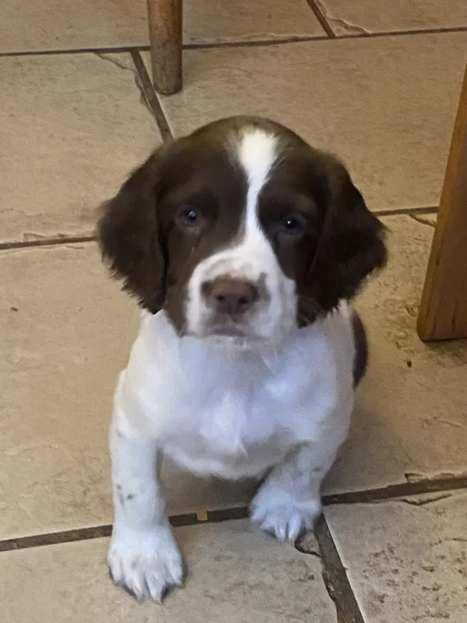 WELL BRED SPRINGER SPANIELS Puppies