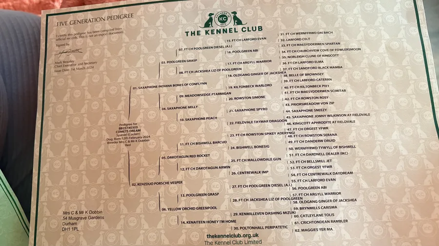 Stud wcs kc reg extensively dna tested