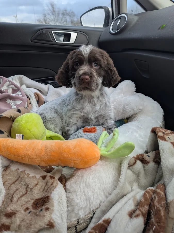Female sprocker spaniel puppy